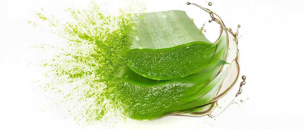 Aloe Vera Gel, Oil & Oil Powder Wholesale Supplier