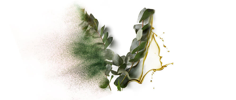 Eucalyptus Oils & Oil Powders Wholesalers & Product Manufacturers