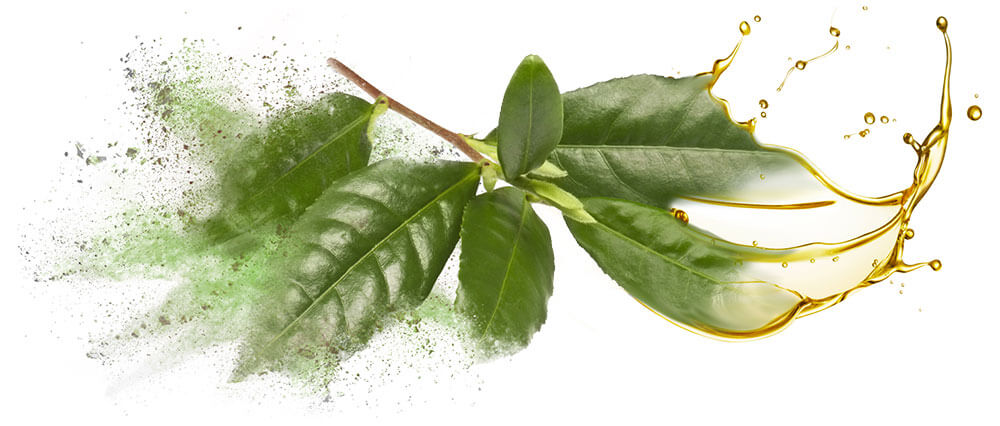 Green tea oils and oil powders bulk wholesale & manufacture