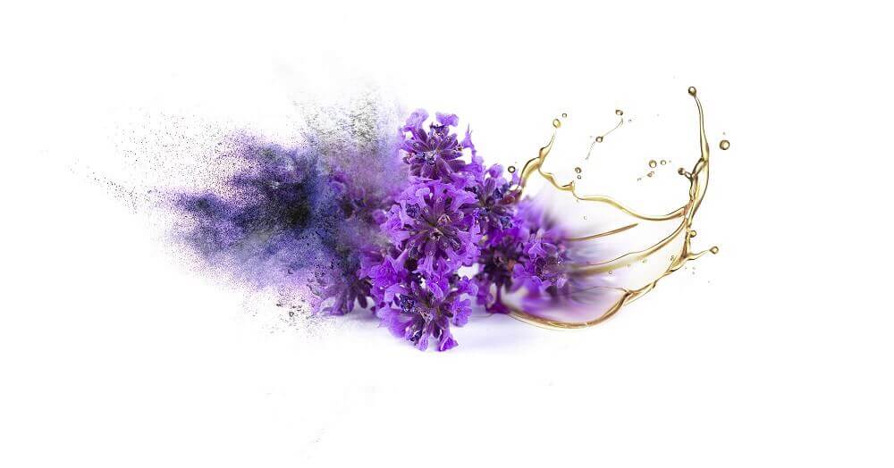 Lavender essential oil and oil powder bulk manufacturer & supplier