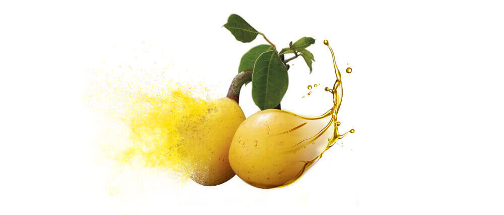 Marula oils & powders manufacturer