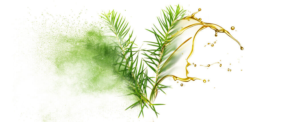 Tea Tree Oils & Oil Powder Wholesaler & Supplier