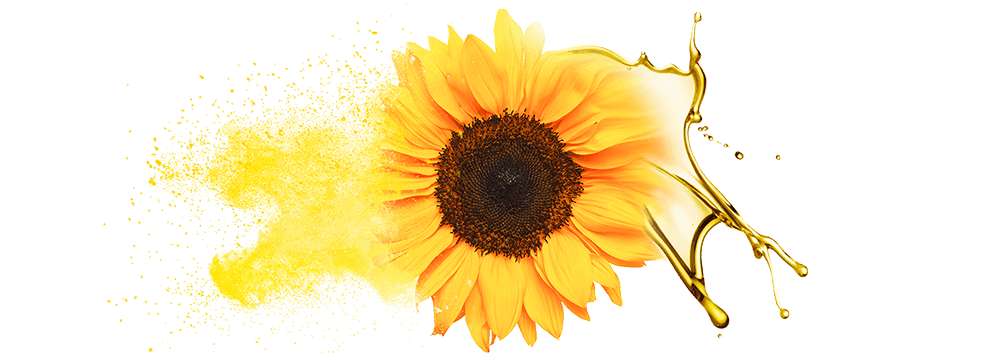 Bulk supply & manufacture of sunflower oil & oil powde