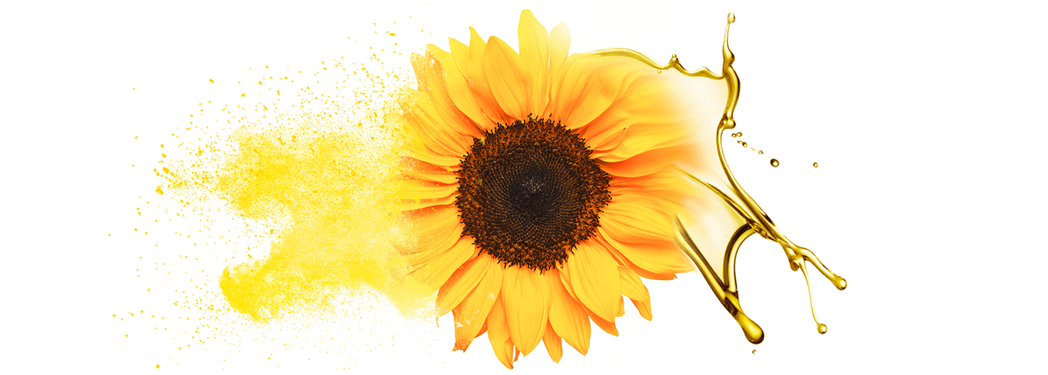 Bulk supply & manufacture of sunflower oil & oil powde