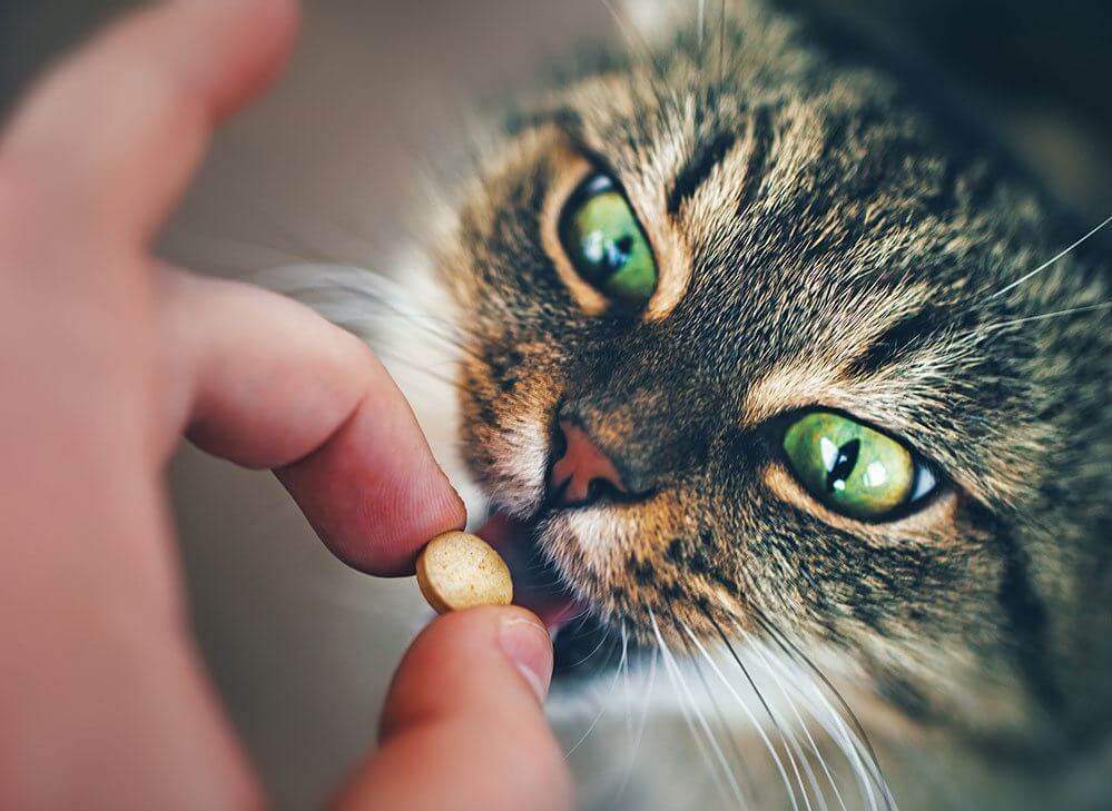 Bulk supply & manufacture of oils & oil powders for pet care products Oils & oil powders for pet care products